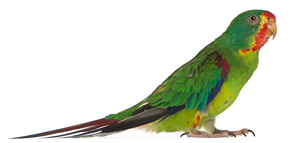 istock Swift Parrot, Lathamus discolor, 2 years old, standing, white background. 119869167