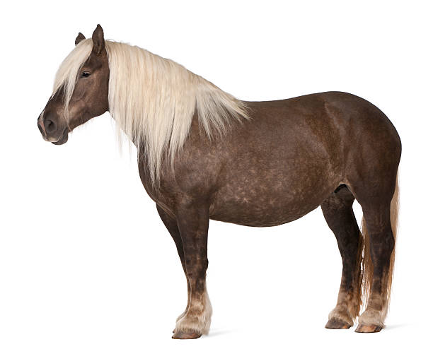 istock Comtois horse, Equus caballus, 10 years old, white background. 119869176