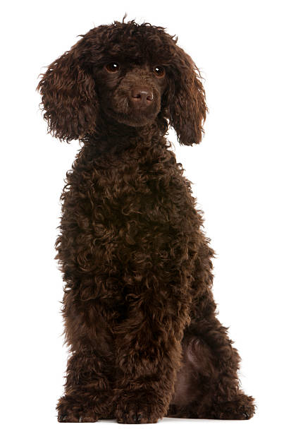 istock Poodle, 5 months old, sitting, white background. 119869196