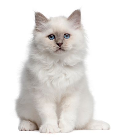 Cute blue bicolor Ragdoll cat kitte, sitting up facing front with one paw playful in air. Looking towards camera with blue eyes. Isolated on a white background.