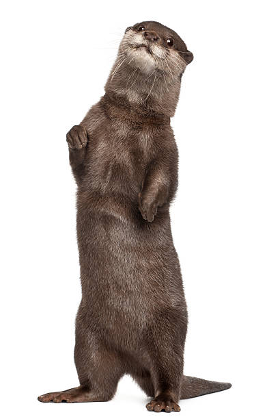 istock Oriental small-clawed otter, Amblonyx Cinereus, standing, white background. 119869201