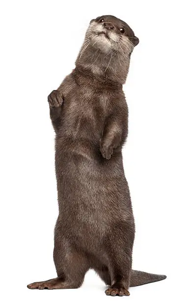 Photo of Oriental small-clawed otter, Amblonyx Cinereus, standing, white background.