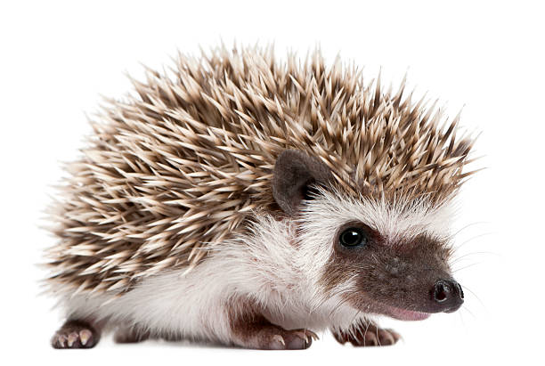 Four-toed Hedgehog, Atelerix albiventris, 3 weeks old, white background.  hedgehog animal mammal isolated stock pictures, royalty-free photos & images