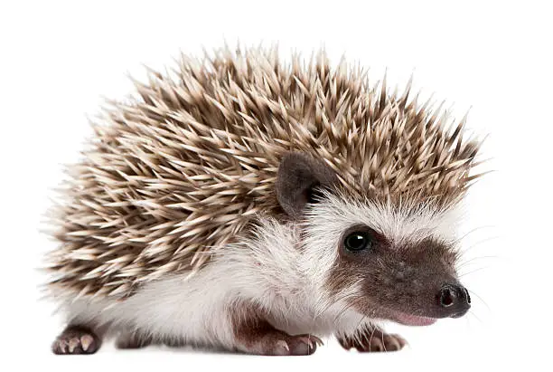 Photo of Four-toed Hedgehog, Atelerix albiventris, 3 weeks old, white background.