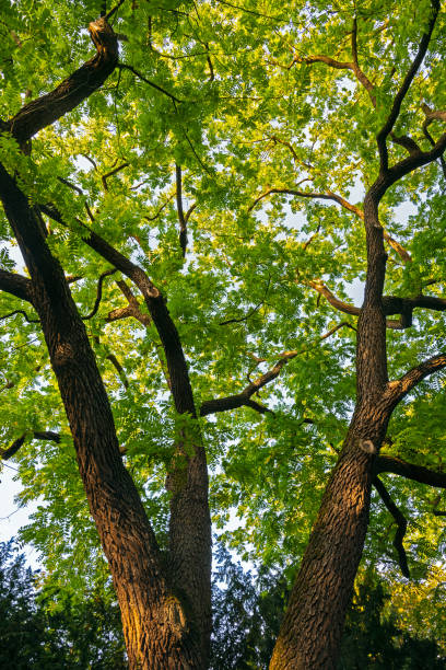 istock Abstract treetop of a Gleditsia tree 1198692103