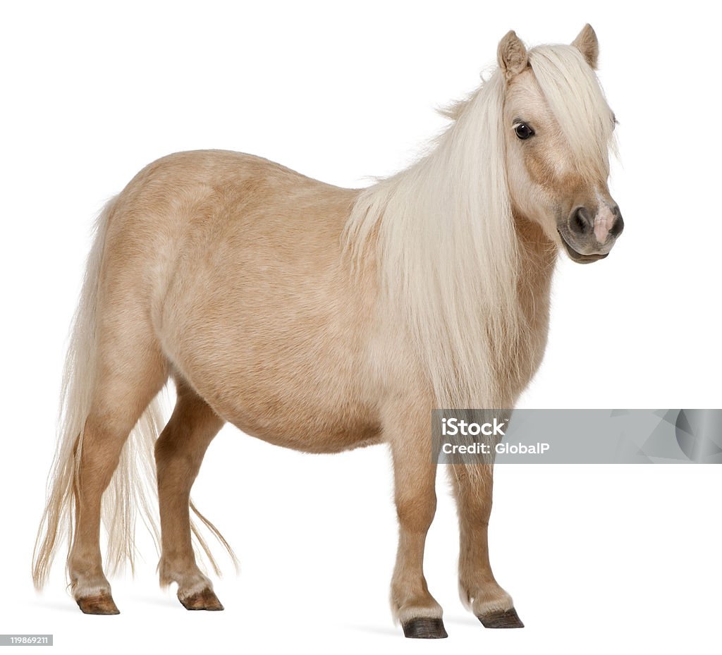 Palomino-Shetland-pony, Equus caballus, stehend, weißem Hintergrund. - Lizenzfrei Pony Stock-Foto