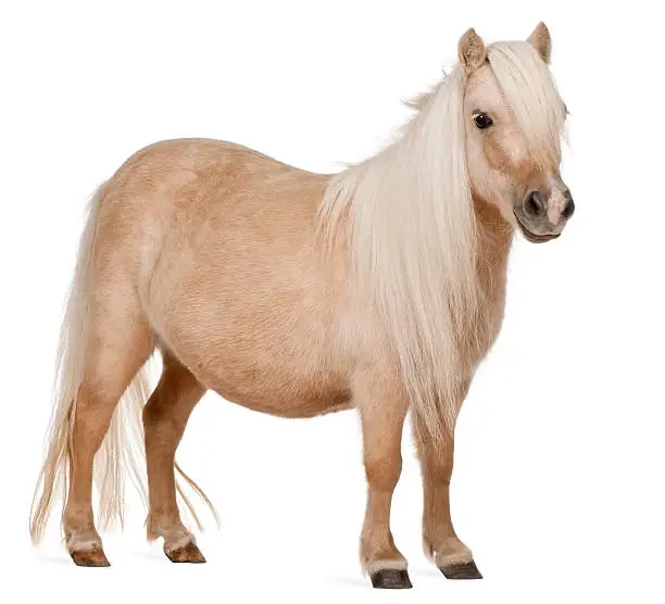 Photo of Palomino Shetland pony, Equus caballus, standing, white background.