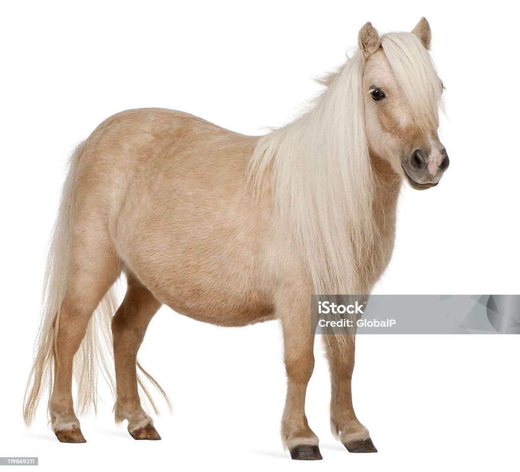 Palomino Pônei das Ilhas Shetland, Equus caballus, de pé, fundo branco. - Royalty-free Pónei Foto de stock