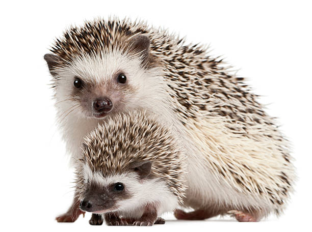 четыре мыском hedgehogs, atelerix albiventris, 3 недель, на белом фоне. - иголка часть тела животного стоковые фото и изображения