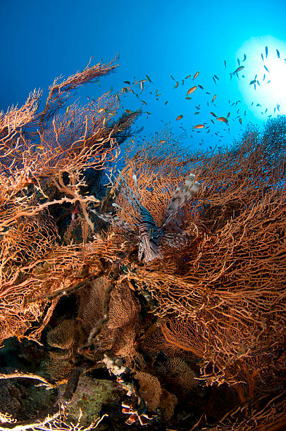 istock Lion fish in soft coral 119869284