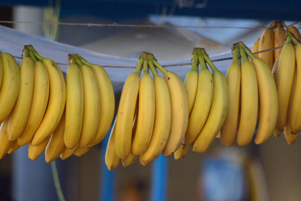 istock Bananas hanging from a line at the market 1198692879