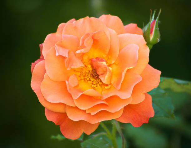 istock Close-up of a flower - rose 1198693551