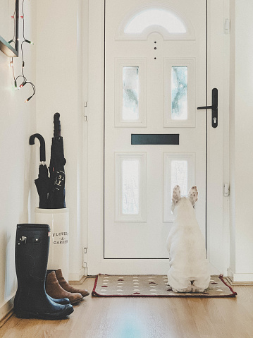 Frechie dog waiting for postman by the front door