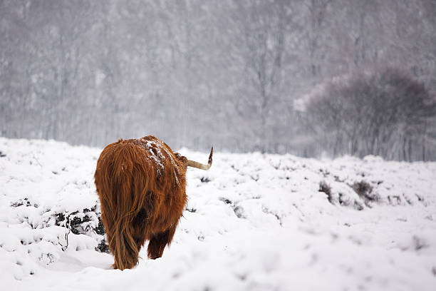 istock Red long haired cow trudging away in the snow 119869442