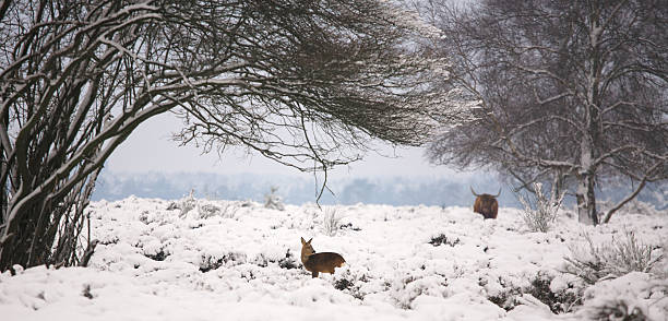 istock Deer and cow in the snow 119869531