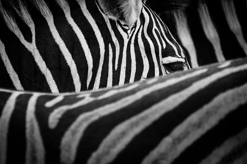Grevy's zebra skin, natural background pattern.