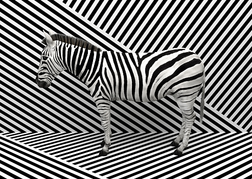 Cebra de animales salvajes de pie en interiores fusionándose con un fondo a rayas en blanco y negro.  Ilustración conceptual creativa. Renderizado 3D photo