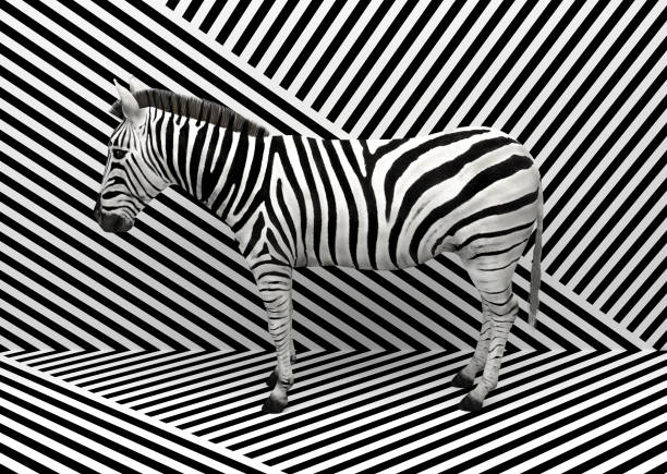 Wild animal zebra standing indoors merging with a striped black and white background.  Creative conceptual illustration. 3D rendering Wild animal zebra standing indoors merging with a striped black and white background.  Creative conceptual illustration. 3D rendering. chimera stock pictures, royalty-free photos & images