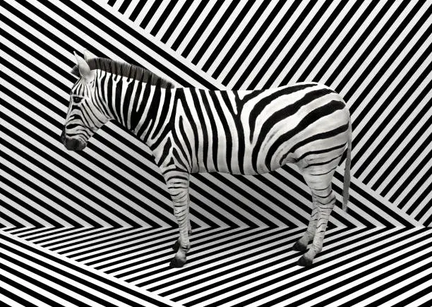 Wild animal zebra standing indoors merging with a striped black and white background.  Creative conceptual illustration. 3D rendering.