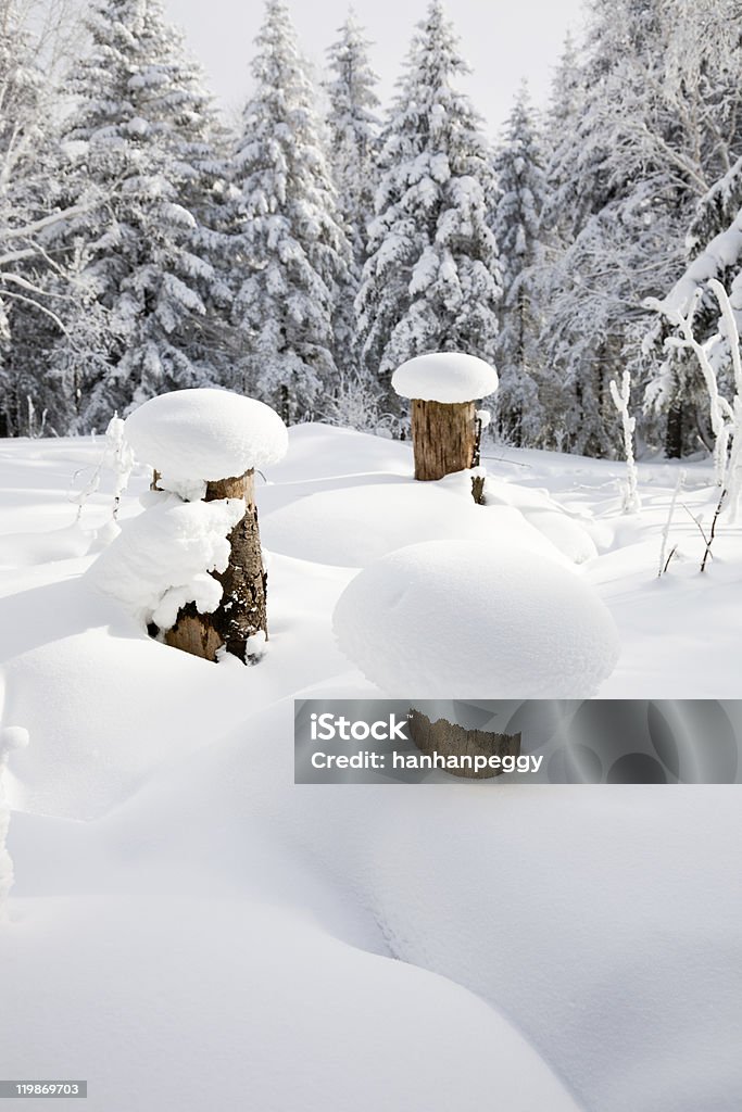 雪をかぶった森林の冬景色 - ふわふわのロイヤリティフリーストックフォト