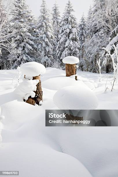 雪をかぶった森林の冬景色 - ふわふわのストックフォトや画像を多数ご用意 - ふわふわ, やわらか, カッコいい