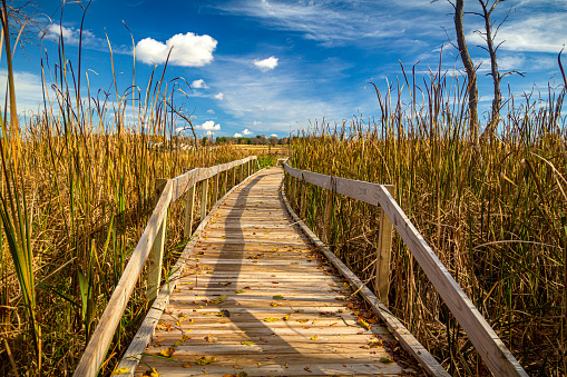 Footbridge in Horicon Marsh, the largest freshwater cattail marsh in the United States