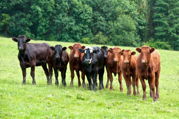 istock cows in the meadow are curious for what is to come 1198697803