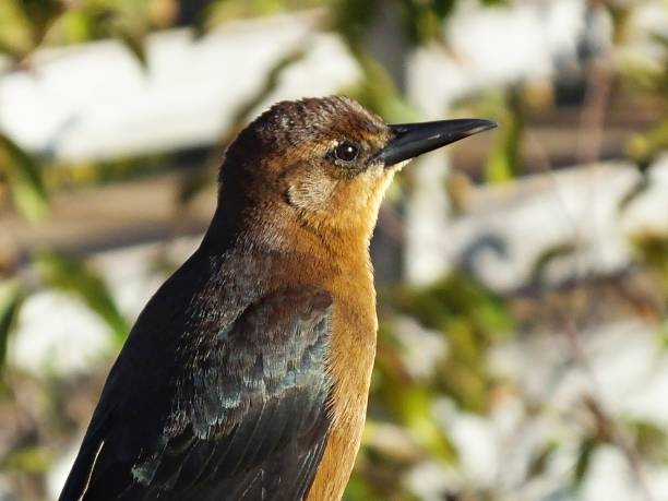 лодка хвостом grackle (квайскаль майор) - женский профиль во флориде - quiscalus стоковые фото и изображения