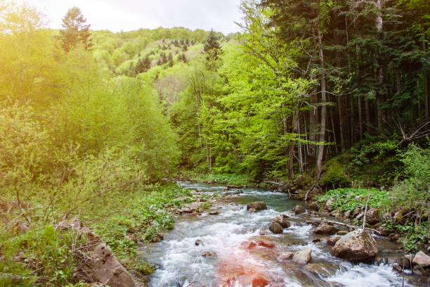 istock Forest river landscape. Summer green forest scenery. 1198698548