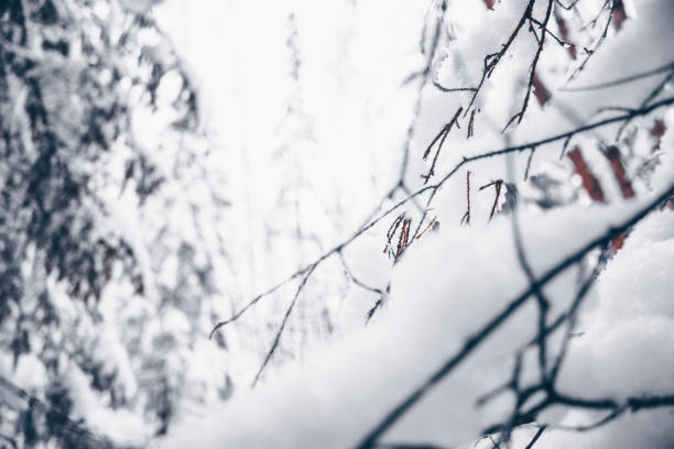 incredible view of the winter forest