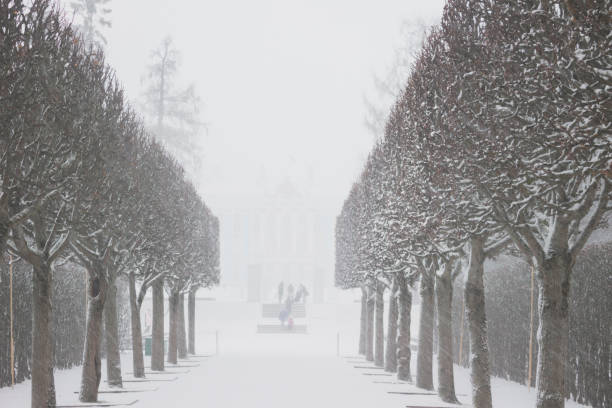 istock winter morning in the park 1198699715