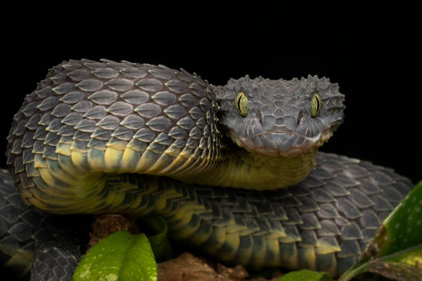 istock Black Bush Viper snake (Atheris squamigera) coiled to strike 1198699905