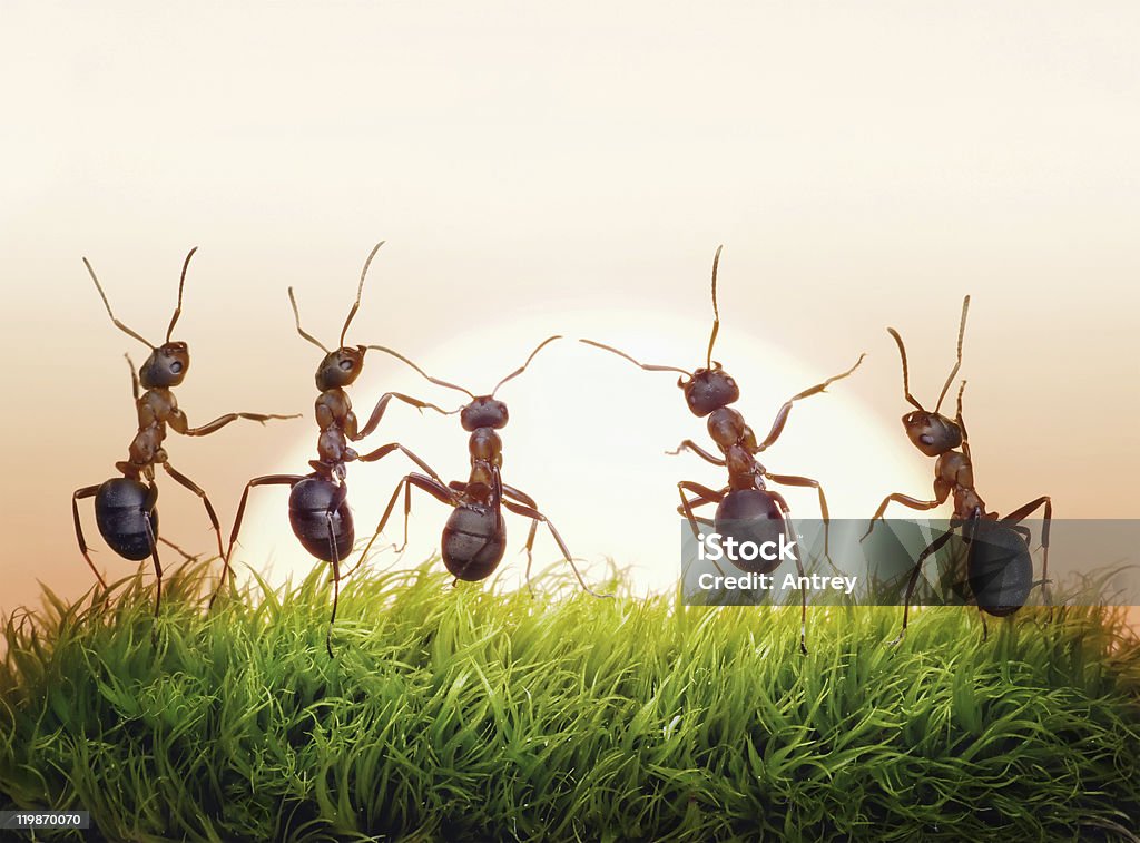 ants team on sunrise,  concept of success  Ant Stock Photo