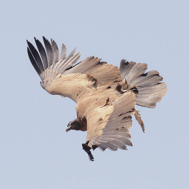 istock A juvenile Andean Condor soars above the central Andes 1198700782