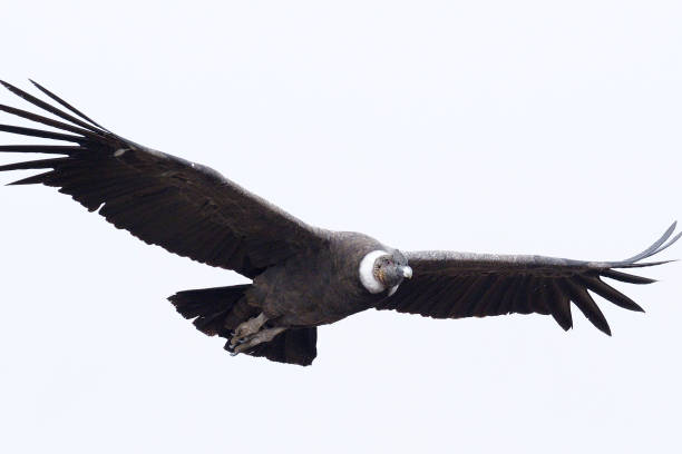 An adult Andean Condor soars above the central Andes stock photo