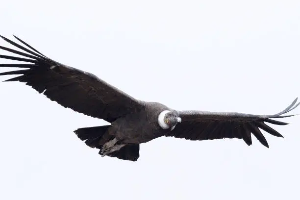 An adult Andean Condor (Vultur gryphus) soars above the central Andes with spread wingtips