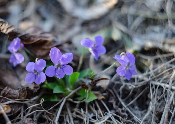 Violet flower of fragrant violet on a background of green leaves, happy afternoon, close up, beautiful background