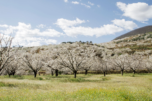Springtime cherry blossoms in Valle del Jerte, Spain