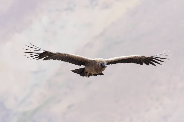 istock A juvenile Andean Condor soars above the central Andes 1198701559