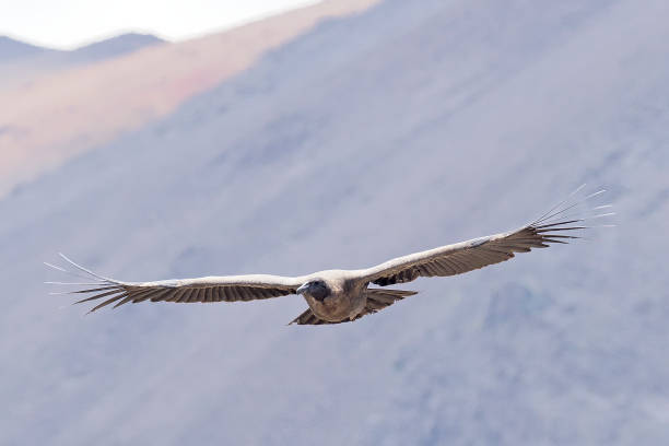 istock A juvenile Andean Condor soars above the central Andes 1198701737
