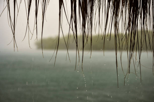 istock Raining dripping off of branches during a nasty storm in the tropics 1198702000