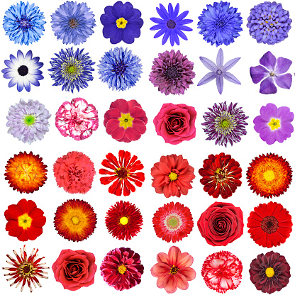 Big Collection of Red, Purple and Blue Wild Flowers Isolated on White. Various set of Dahlia, Dandelion, Daisy, Gerber, Marigold Flowers