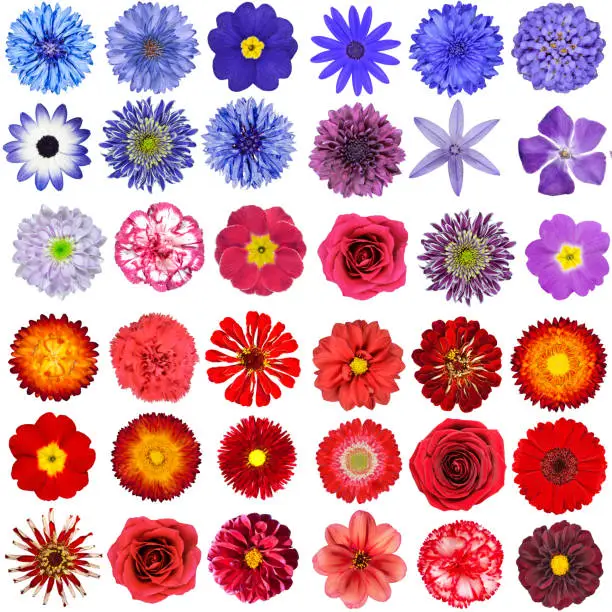 Photo of Big Collection of Red, Purple and Blue Wild Flowers Isolated on White