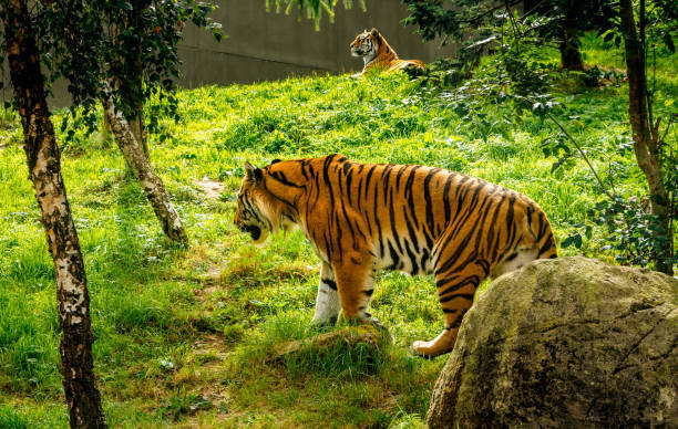 Two Amur Tigers in their habitat
