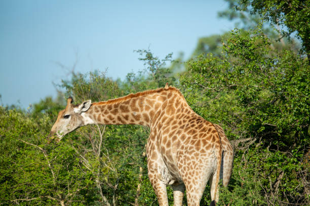 istock Giraffe feeding in the early morning sun 1198702908