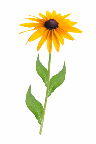 istock Blooming Rudbeckia flower 1198704706