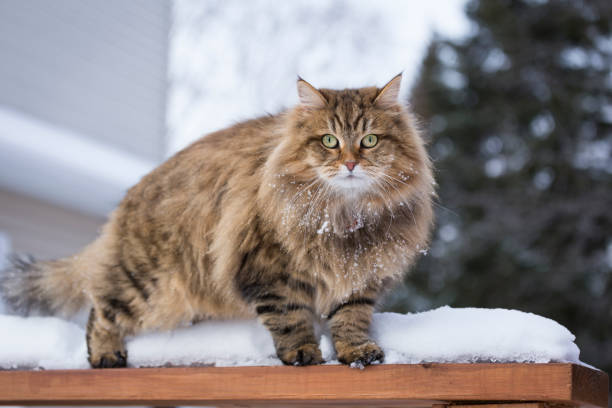chat sibérien dans la neige - chat sibérien photos et images de collection