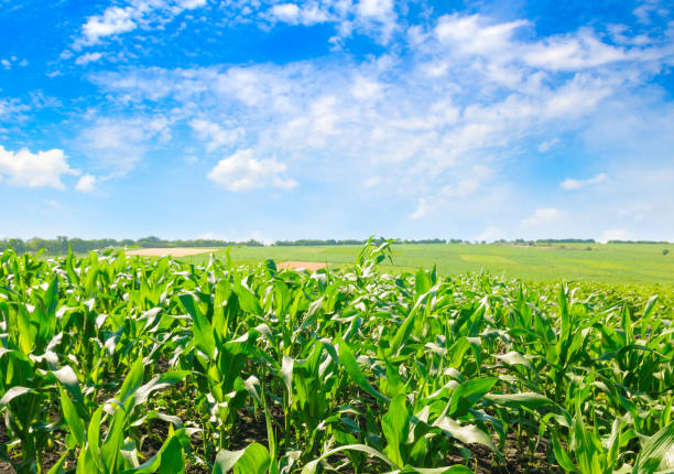 istock Green corn field and bright blue sky. Agricultural landscape. 1198704784