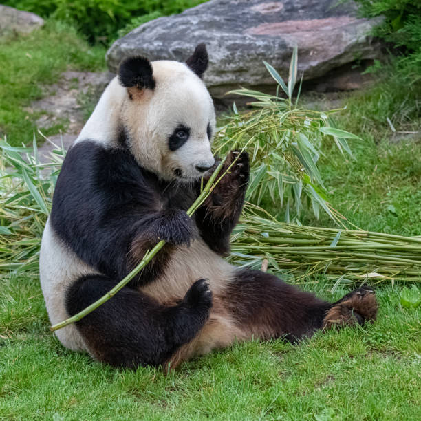 젊은 자이언트 팬더 - panda giant panda china eating 뉴스 사진 이미지