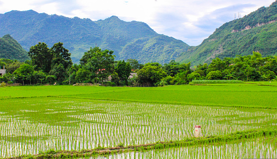 Rice terraces in North Vietnam in Mai Chu